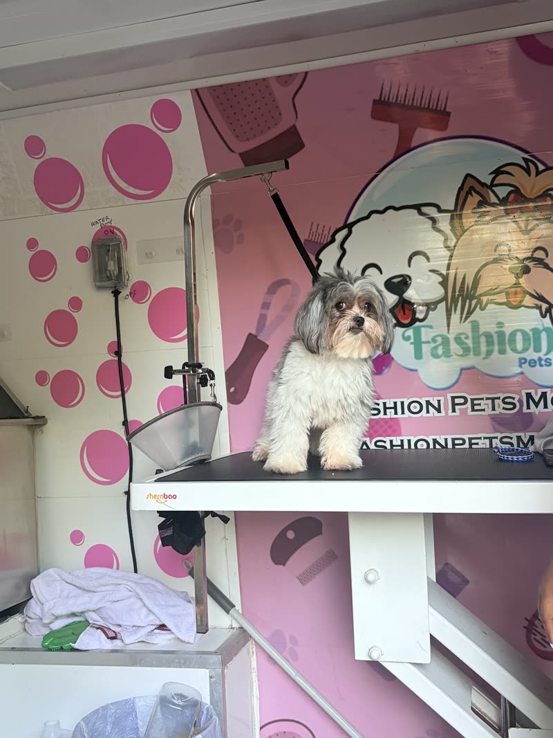 Inside the mobile grooming van, a small dog standing on the grooming table
