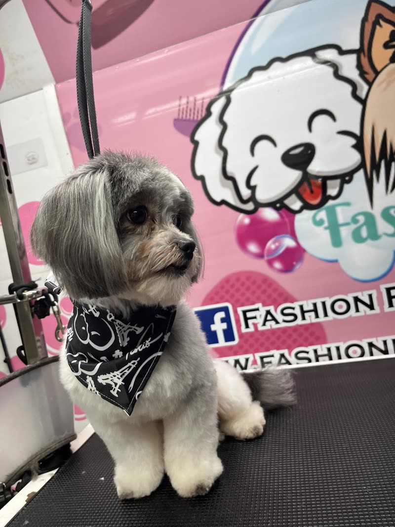 A groomed tan-and-cream dog in a black bandana sitting in the mobile grooming van