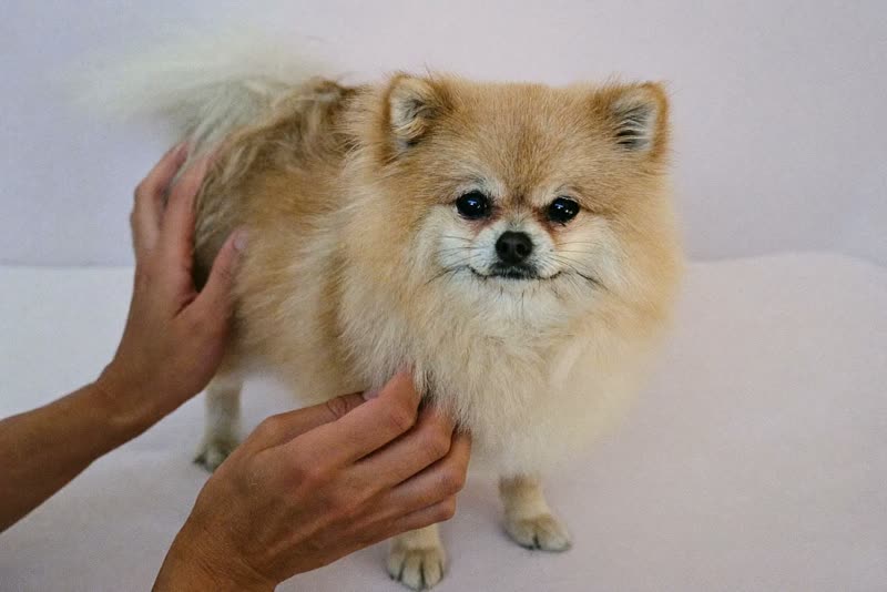 A small dog having its coat brushed through by hand