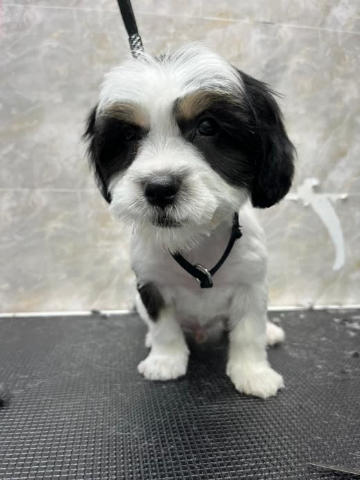 A freshly groomed black-and-white shih tzu cross sitting on the grooming table