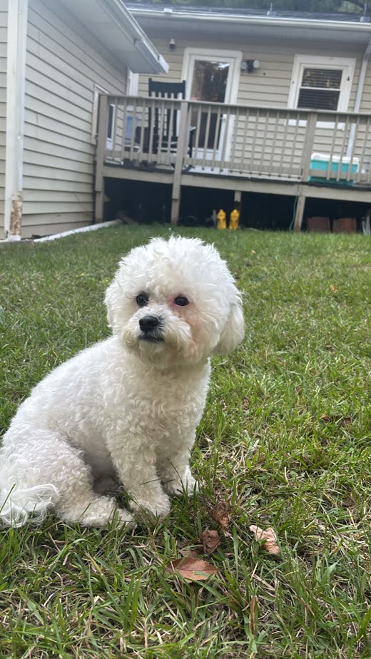 A white bichon frise with a fluffy round trim sitting on the grass after its groom