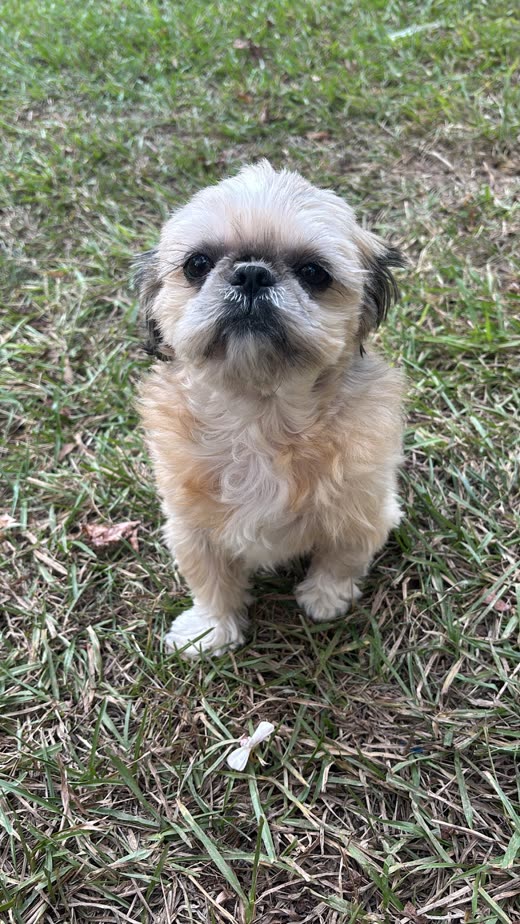 A cream shih tzu with a short face trim sitting on the grass looking up