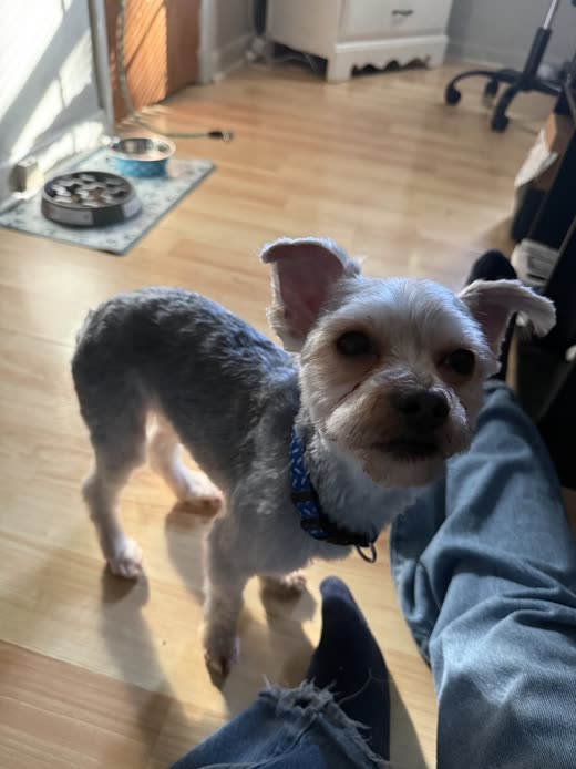 A small grey terrier looking up at the camera after its clip